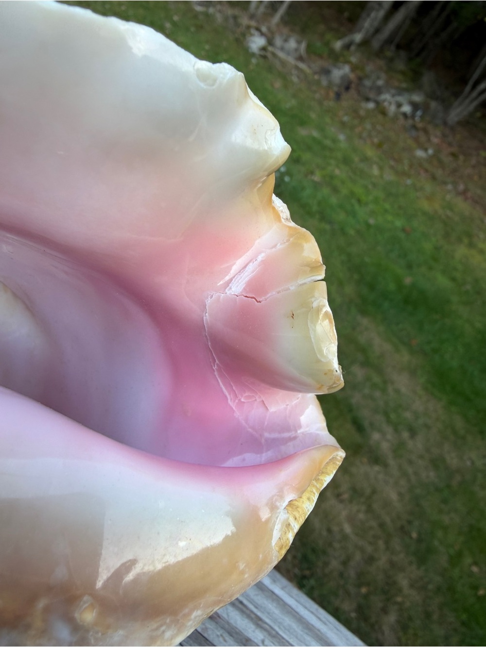 Queen Conch SeaShell - Picture 4 of 12